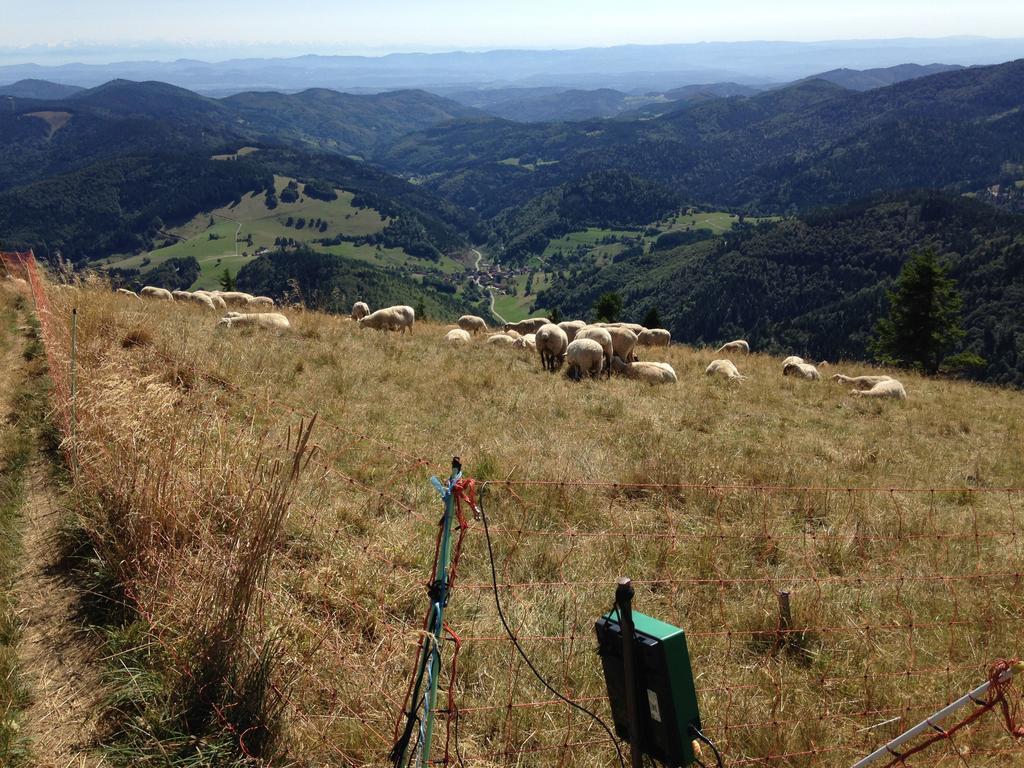 Haus Feldberg-Falkau Feldberg  Eksteriør bilde